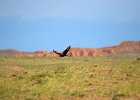 Steppebuizerd (Steppe buzzard)(buteo buteo vulpinus) - Bayanzag 19-08-2016 (8)